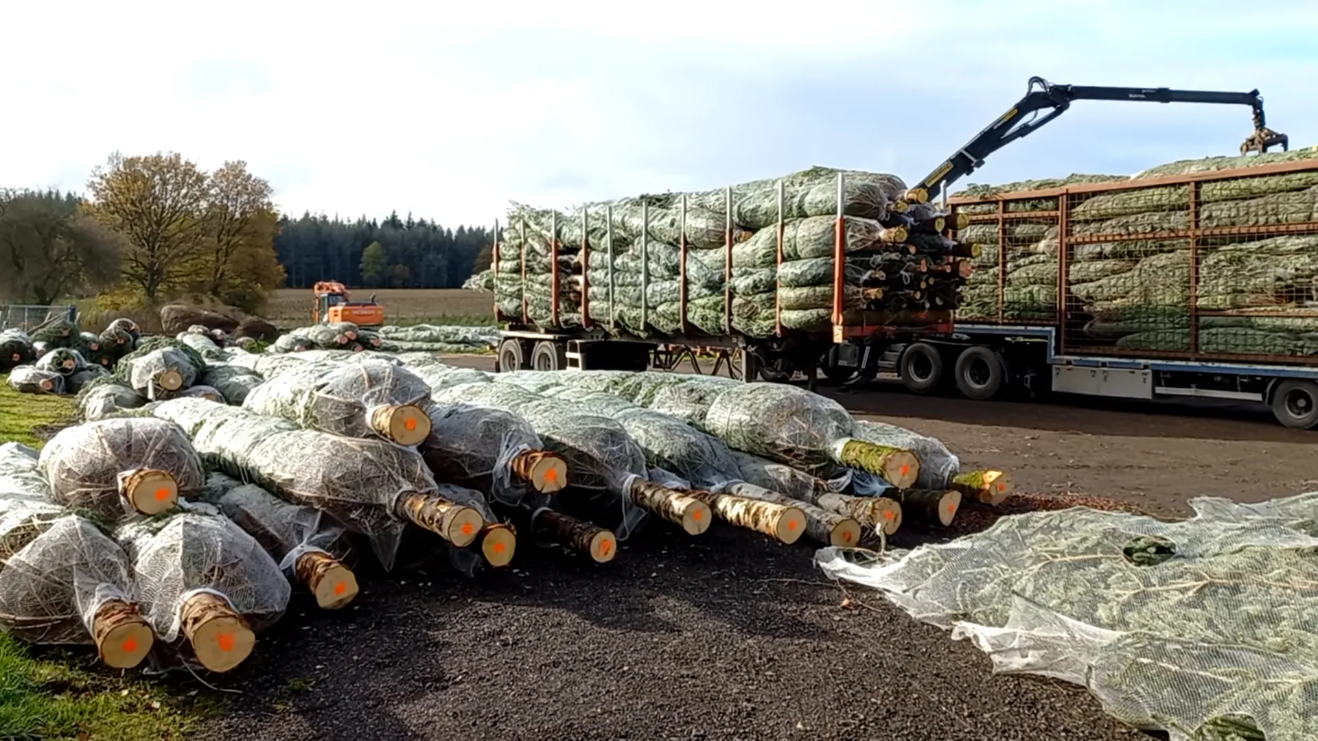 Opslagterrein met beladen opleggers en stapels ingenette kerstbomen.