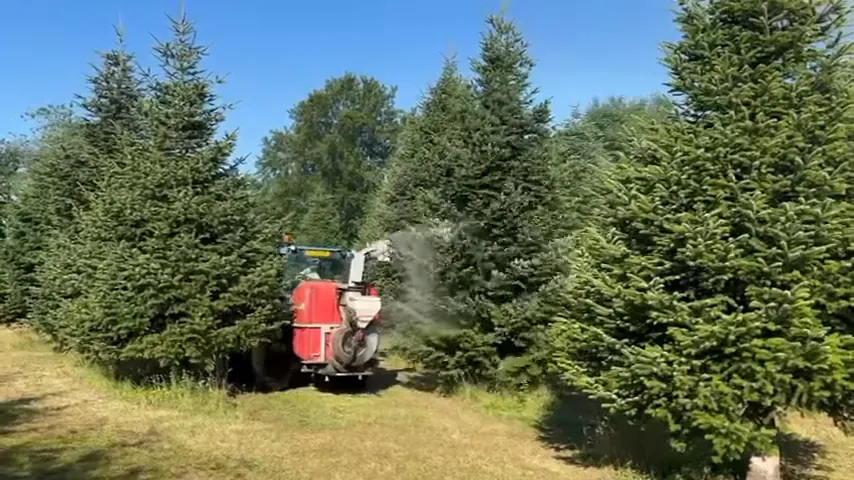 Rode spuitmachine behandelt de kerstbomen tussen de rijen.