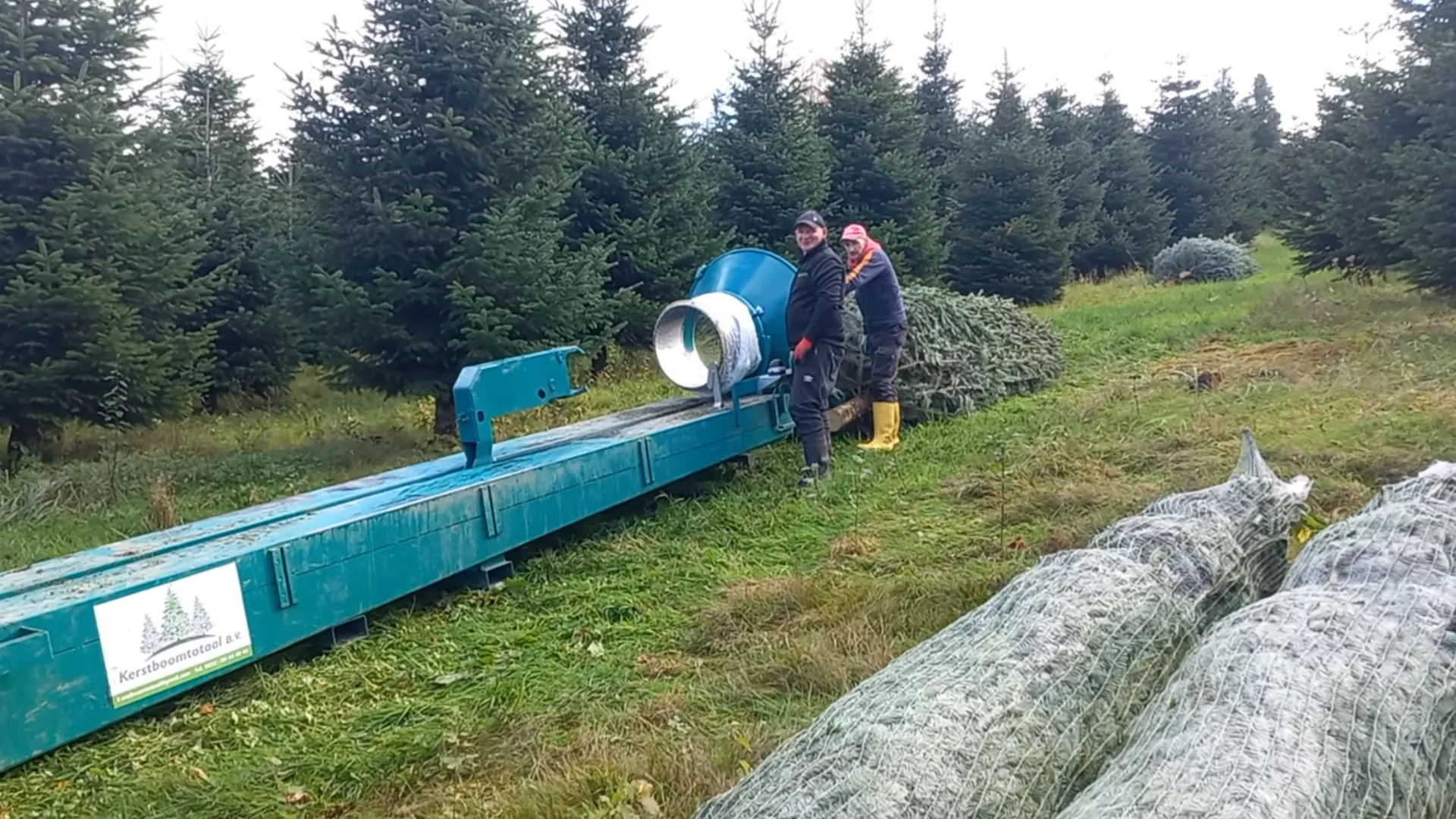 Ploeg medewerkers duwt een grote kerstboom door de groene nettunnel.