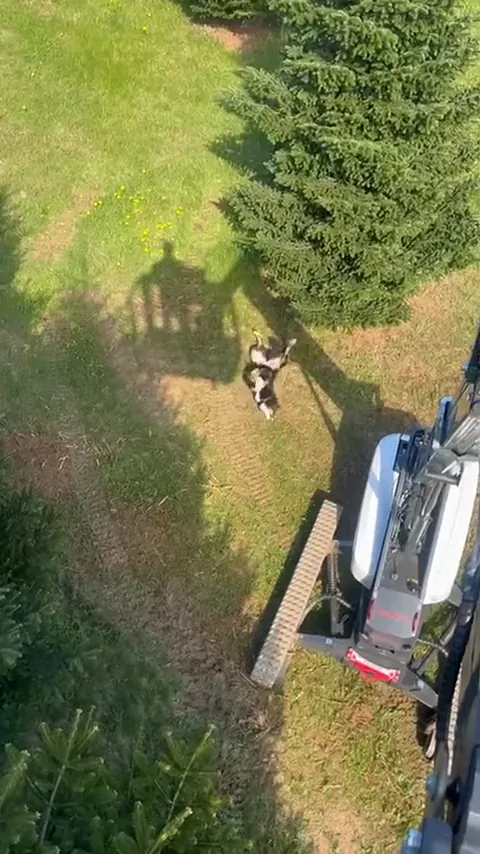 Dronevlucht over het kerstboomperceel met machine en hond in beeld.