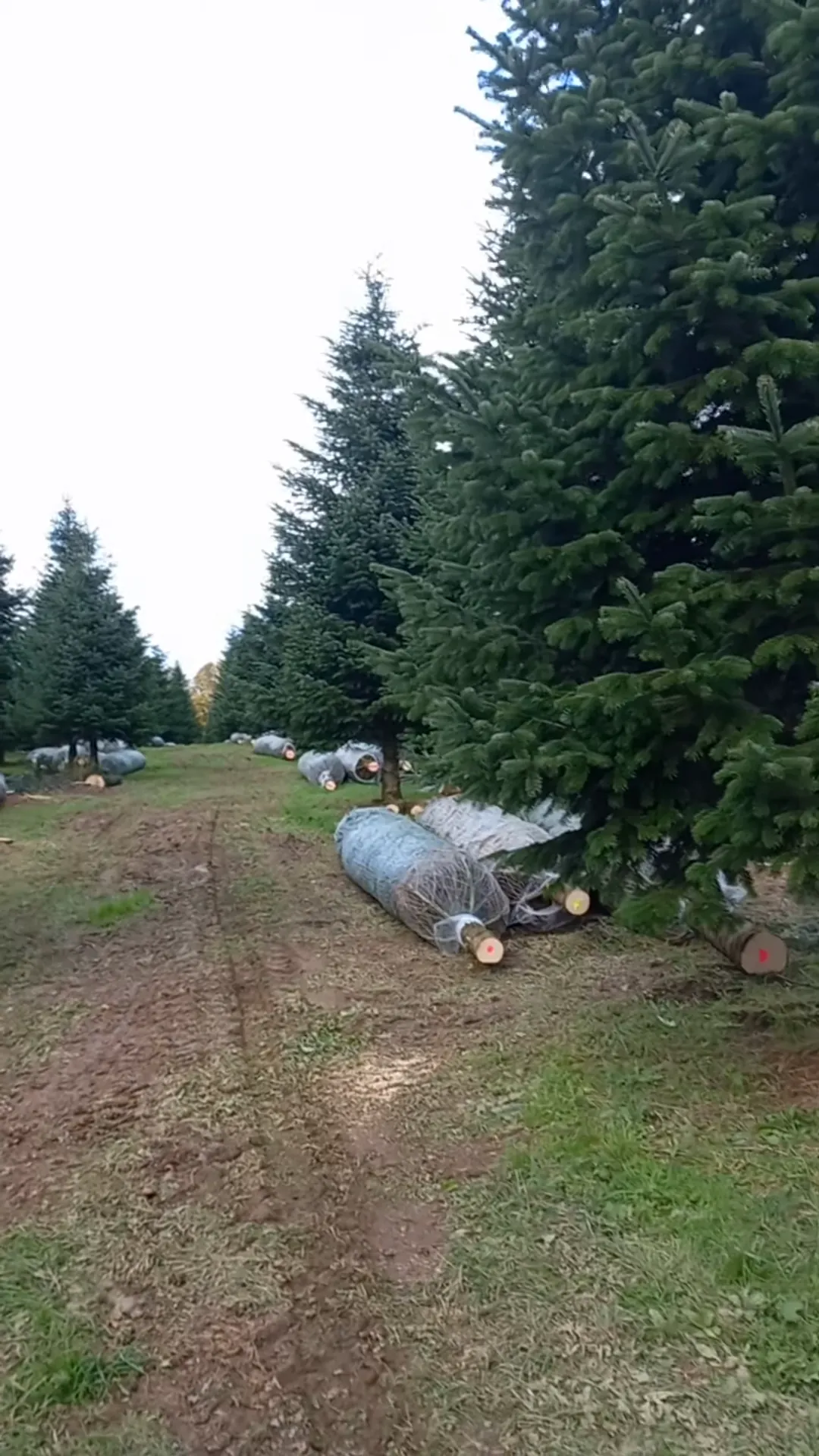 Ingenette kerstbomen liggen klaar langs het werkpad tussen de percelen.