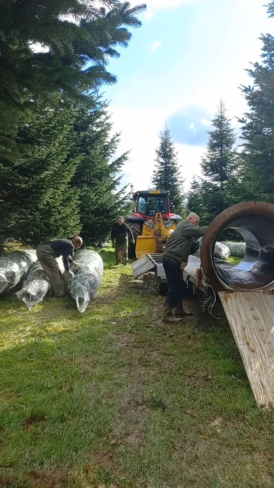 Medewerkers halen kerstbomen door de netmachine bij de verreiker.