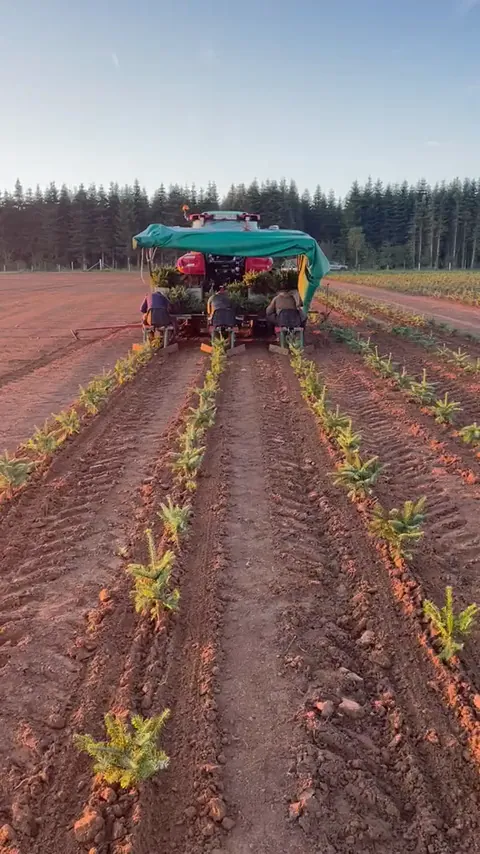 Plantmachine met zonnedak zet jonge kerstbomen in rijen op een pas geploegde akker.