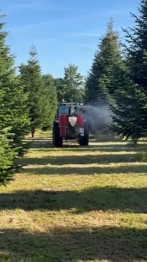 Trekker rijdt spuitend tussen de rijen kerstbomen door.